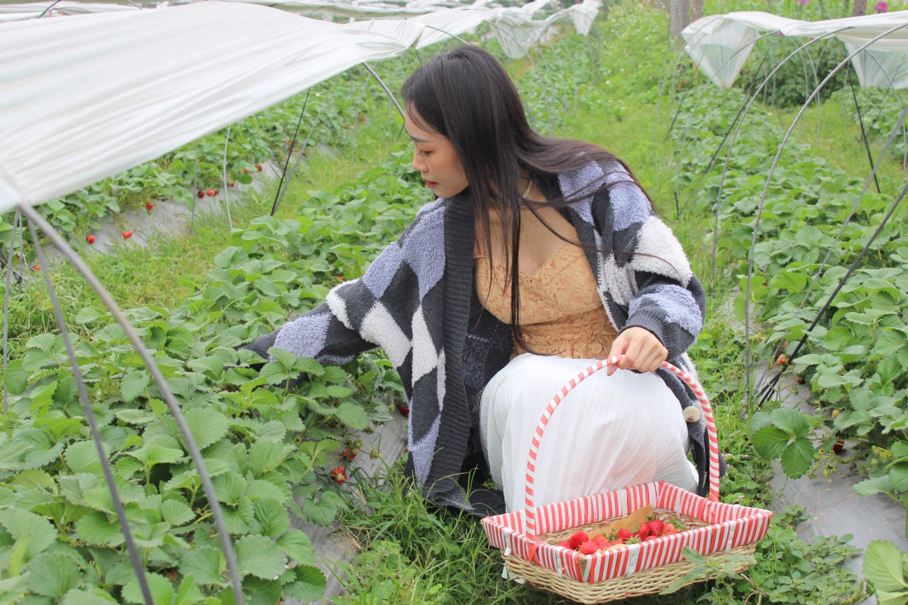 Chị Nguyễn Thanh Hà đang trải nghiệm dịch vụ hái dâu tây tại vườn. (Ảnh: Bích Lộc)