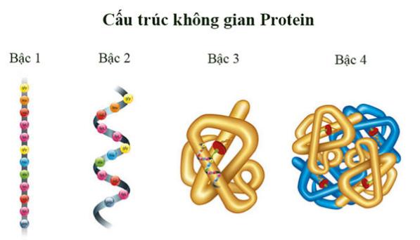 Protein có nhiều chức năng quan trọng đối với tế bào và cơ thể.
