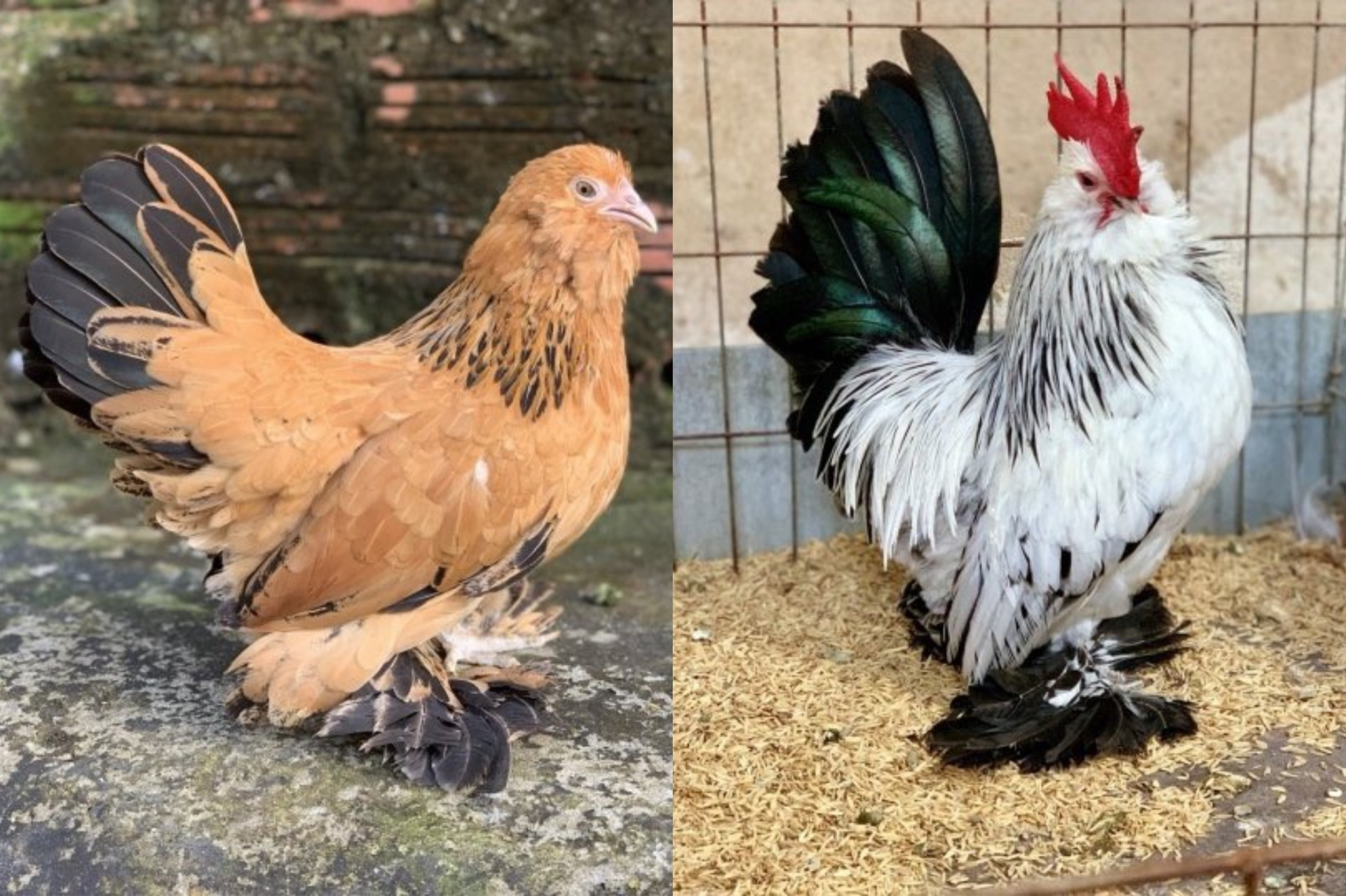 Nhiều con gà tre Bỉ có lông chân và râu.